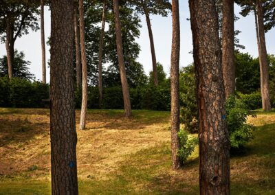 Kiefernstämme in einem lichten Park mit sonnigem Rasen