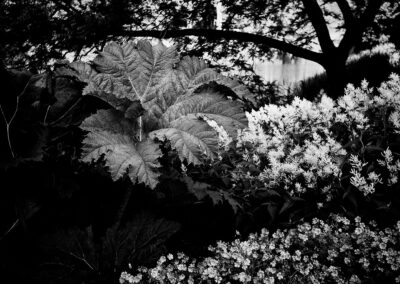 Große Blätter und Blüten im Schatten eines Parks, schwarzweiß