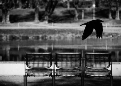 Vogel fliegt über leere Parkbänke an einem Teich, schwarzweiß