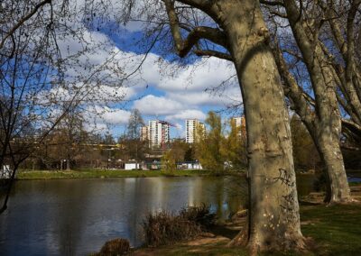 Platanen am Ufer eines Parkteichs, im Hintergrund Hochhäuser